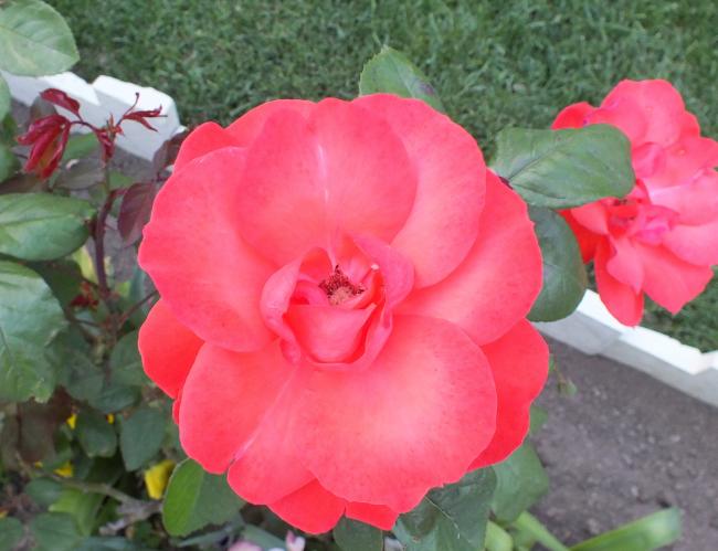 Name:  DSCF0654.jpg
Views: 513
Size:  41.9 KB