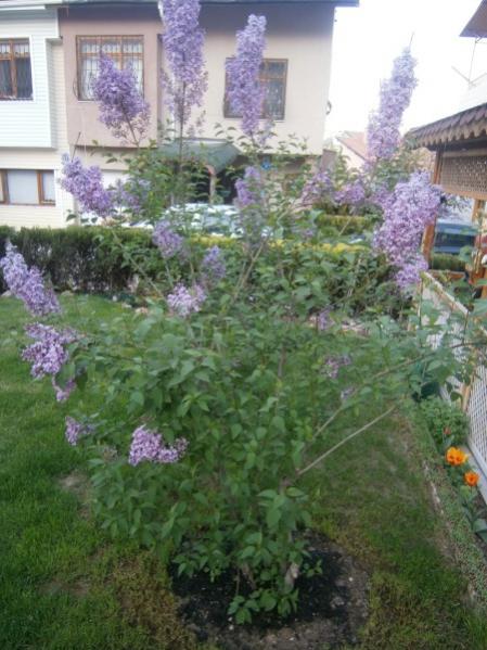 Name:  leylak(450 x 600).jpg
Views: 816
Size:  51.8 KB