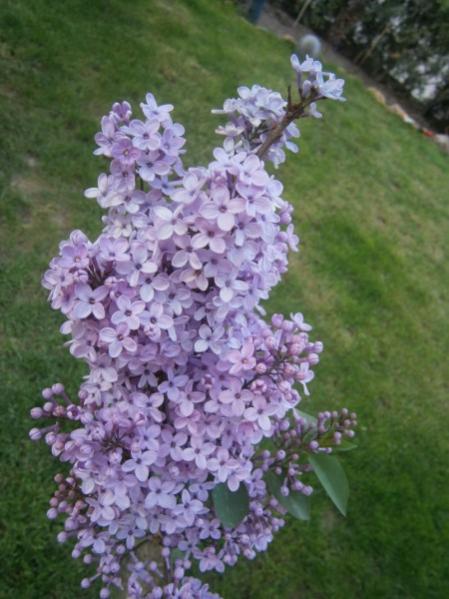 Name:  leylak2 (450 x 600).jpg
Views: 765
Size:  44.3 KB