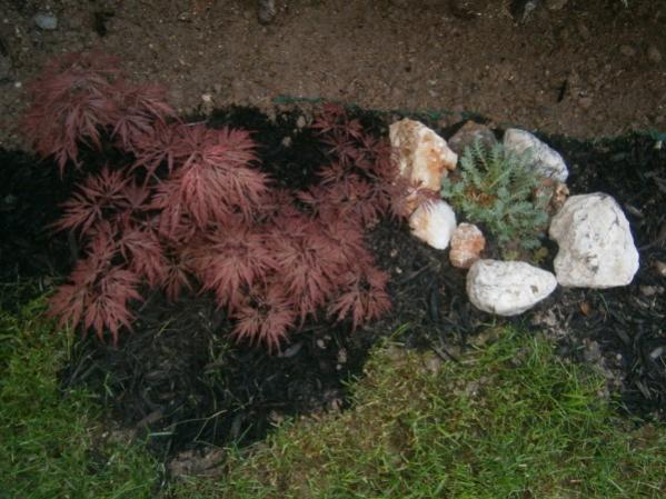 Name:  acer (600 x 450).jpg
Views: 739
Size:  50.5 KB