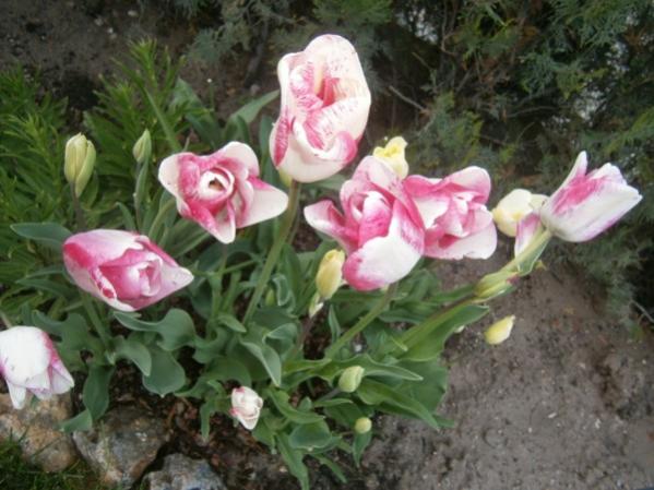 Name:  laleler(600 x 450).jpg
Views: 797
Size:  46.5 KB