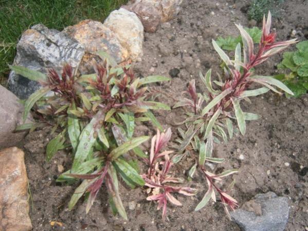 Name:  gaura(600 x 450).jpg
Views: 846
Size:  59.7 KB