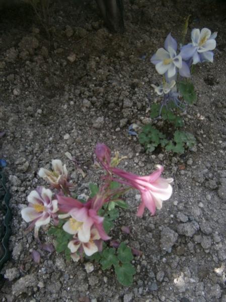 Name:  haseki (450 x 600).jpg
Views: 768
Size:  50.7 KB