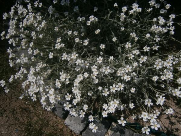 Name:  farekulag (600 x 450).jpg
Views: 729
Size:  63.3 KB