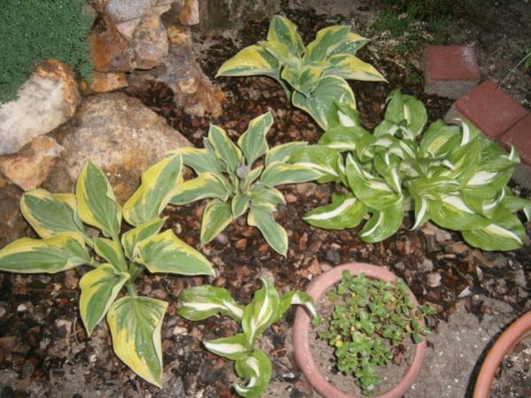 Name:  hosta1 (600 x 450).jpg
Views: 750
Size:  60.9 KB