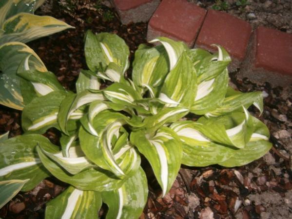 Name:  hosta2 (600 x 450).jpg
Views: 715
Size:  49.0 KB