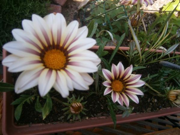 Name:  gazanya (600 x 450).jpg
Views: 770
Size:  42.0 KB