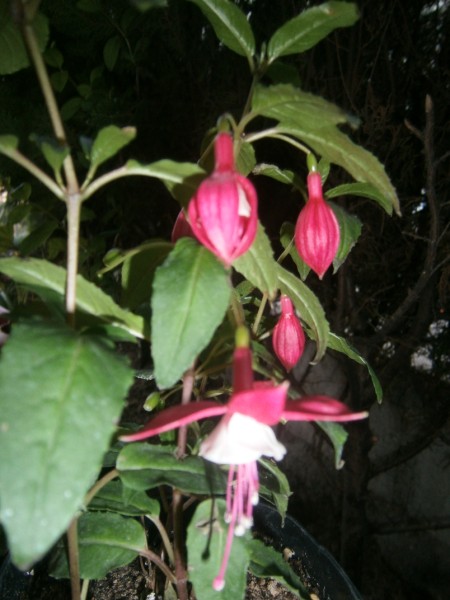 Name:  kpeli(450 x 600).jpg
Views: 854
Size:  62.1 KB