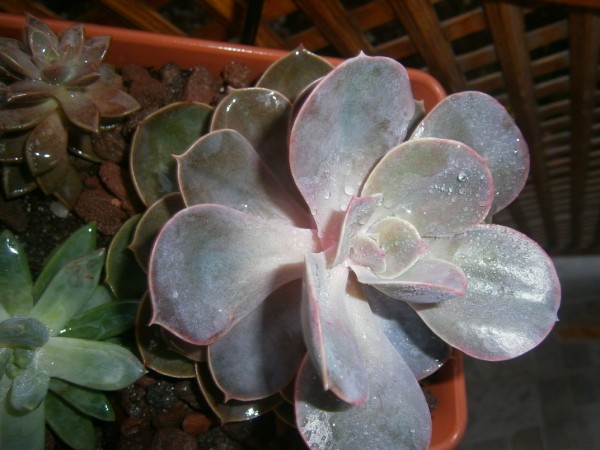 Name:  ecveria(600 x 450).jpg
Views: 758
Size:  65.7 KB
