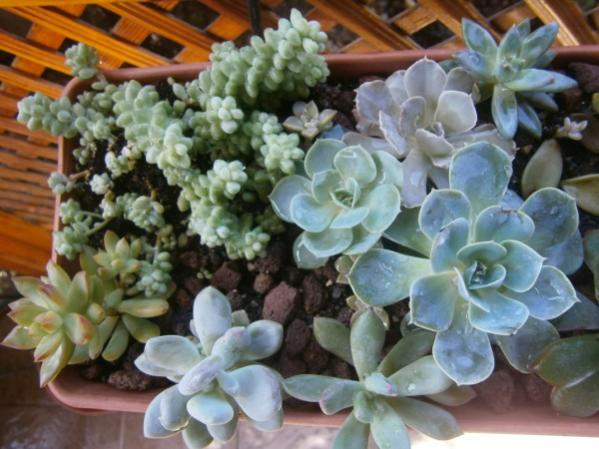 Name:  ecveria (600 x 450).jpg
Views: 753
Size:  47.8 KB