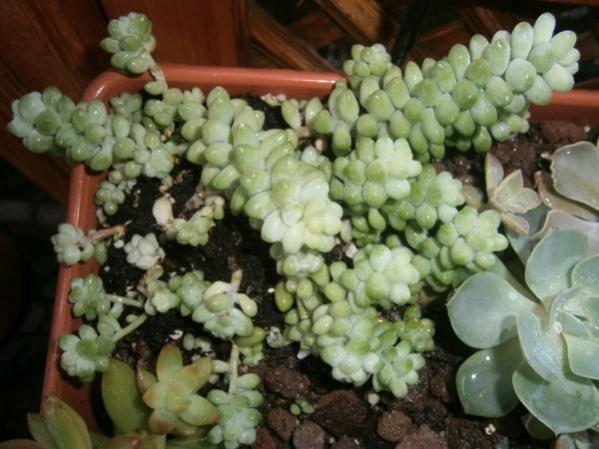 Name:  sedum(600 x 450).jpg
Views: 795
Size:  44.3 KB