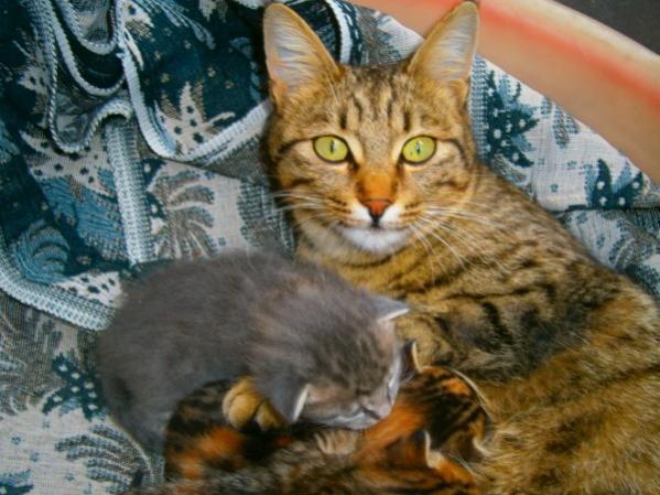 Name:  kedi(600 x 450).jpg
Views: 795
Size:  50.3 KB