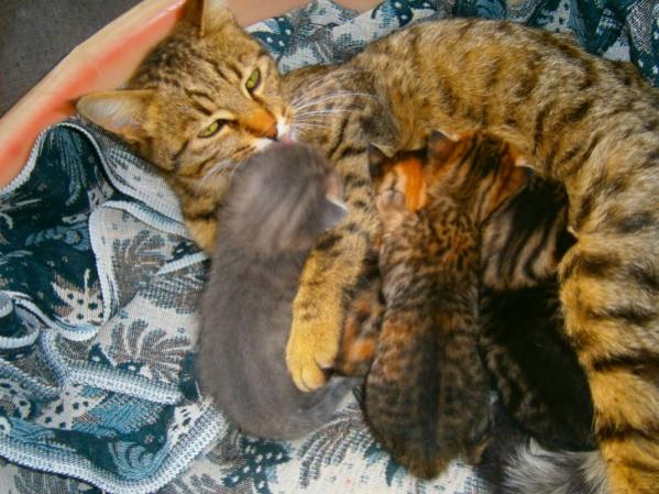 Name:  kedi2 (600 x 450).jpg
Views: 778
Size:  55.6 KB