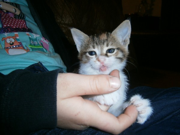 Name:  kedi3 (600 x 450).jpg
Views: 822
Size:  50.8 KB