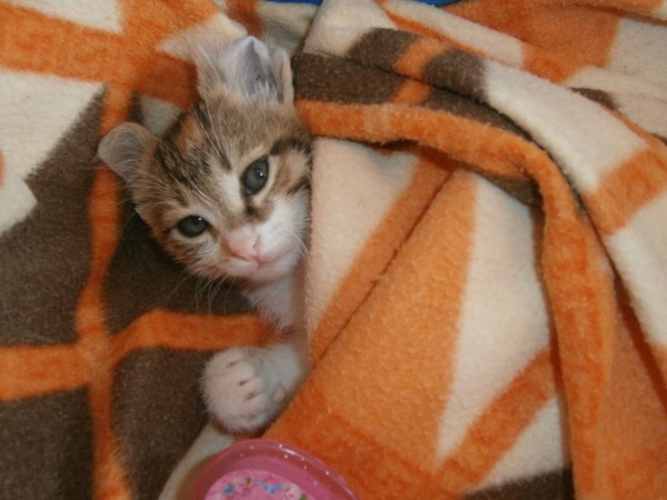 Name:  kedi4(600 x 450).jpg
Views: 786
Size:  59.3 KB