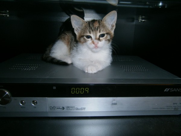 Name:  kedi5 (600 x 450).jpg
Views: 724
Size:  41.3 KB