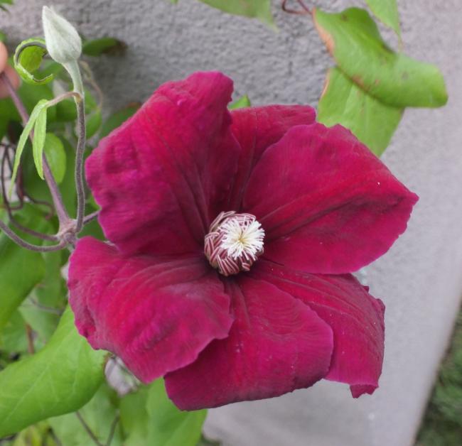 Name:  DSCF0705.jpg
Views: 788
Size:  42.2 KB