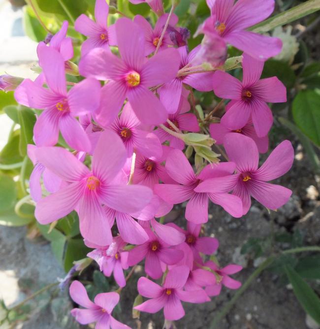 Name:  DSCF0688.jpg
Views: 532
Size:  57.1 KB