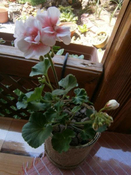 Name:  sardunya2 (450 x 600).jpg
Views: 726
Size:  40.4 KB