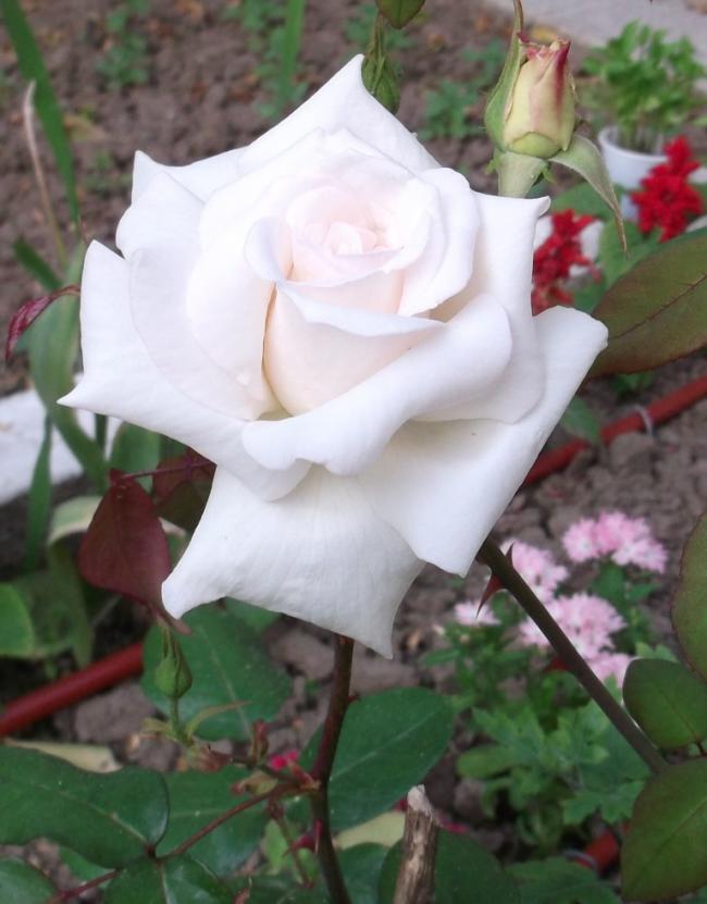 Name:  DSCF2900.jpg
Views: 1076
Size:  53.8 KB