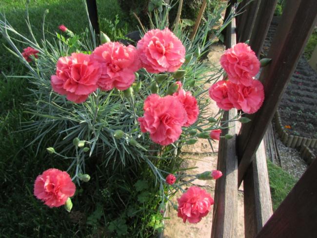 Name:  IMG_3547.jpg
Views: 677
Size:  65.0 KB