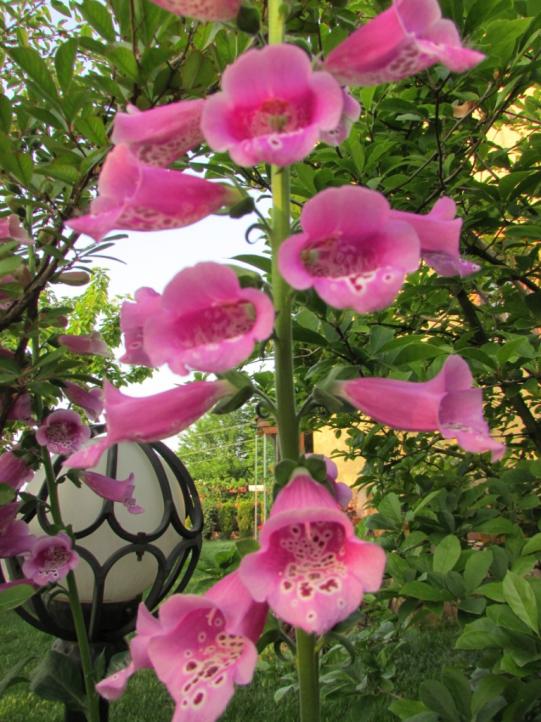 Name:  IMG_3732.jpg
Views: 706
Size:  77.0 KB