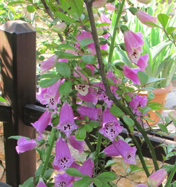 Name:  IMG_3785.jpg
Views: 676
Size:  72.7 KB