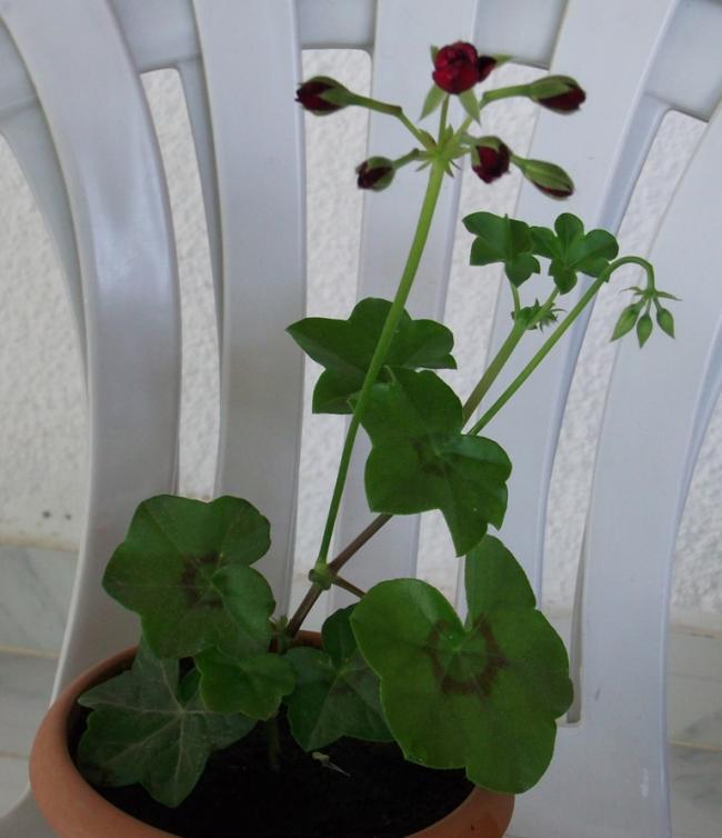 Name:  DSCF2919.jpg
Views: 881
Size:  43.7 KB