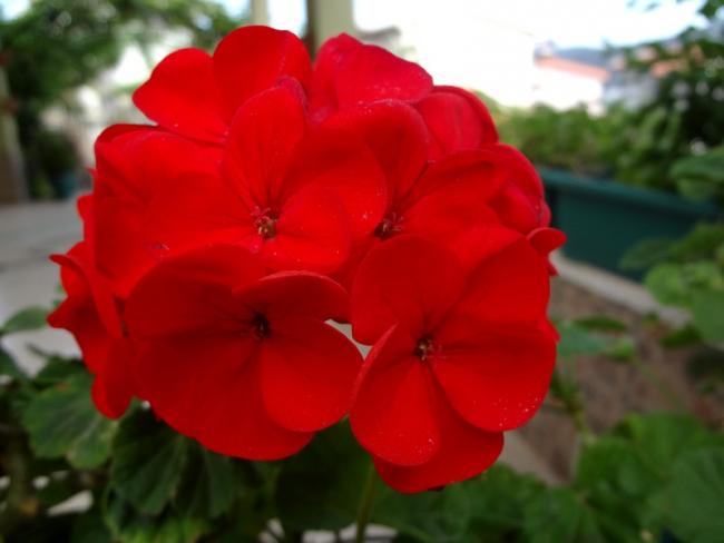Name:  sar2.jpg
Views: 939
Size:  26.7 KB