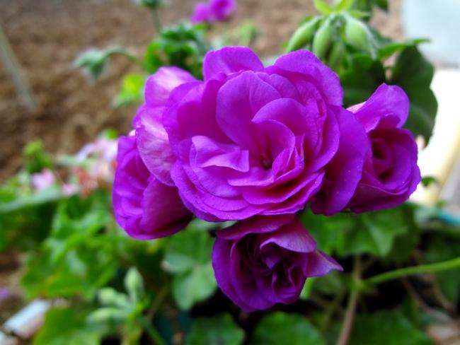 Name:  sar7.jpg
Views: 785
Size:  37.3 KB