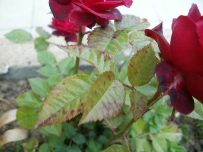 Name:  P1010061a.jpg
Views: 301
Size:  35.6 KB