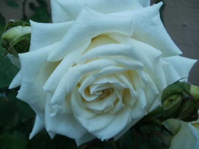 Name:  P1010070a.jpg
Views: 321
Size:  28.0 KB