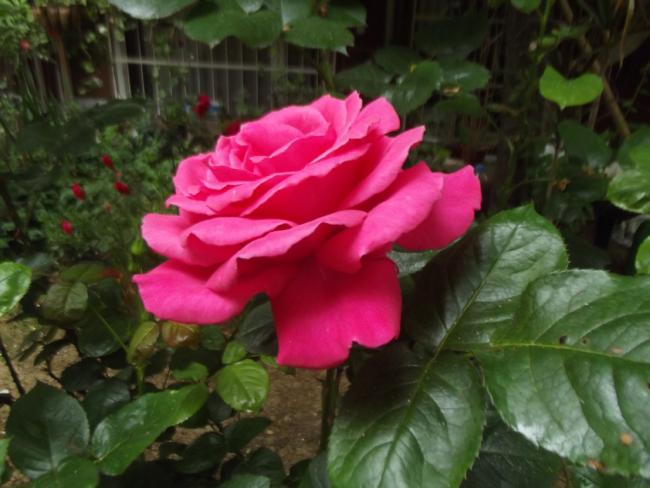 Name:  DSCF2426.jpg
Views: 634
Size:  42.7 KB