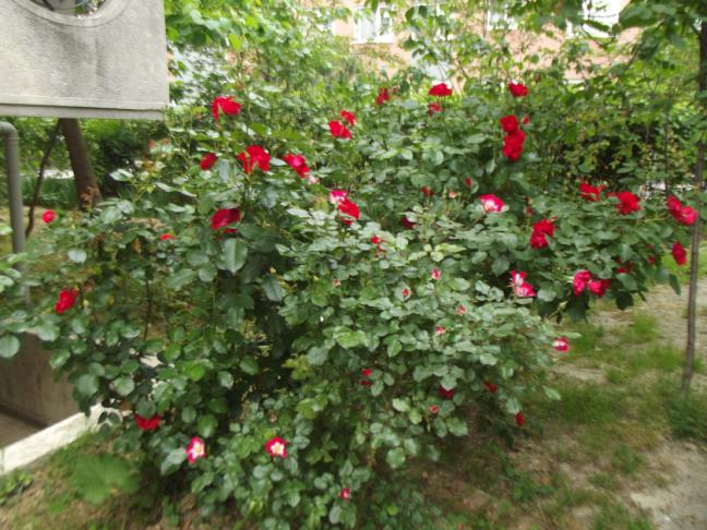 Name:  DSCF2431.jpg
Views: 647
Size:  70.0 KB