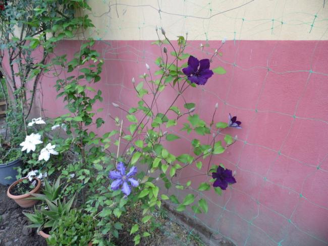 Name:  001-SAM_1908.jpg
Views: 941
Size:  52.8 KB