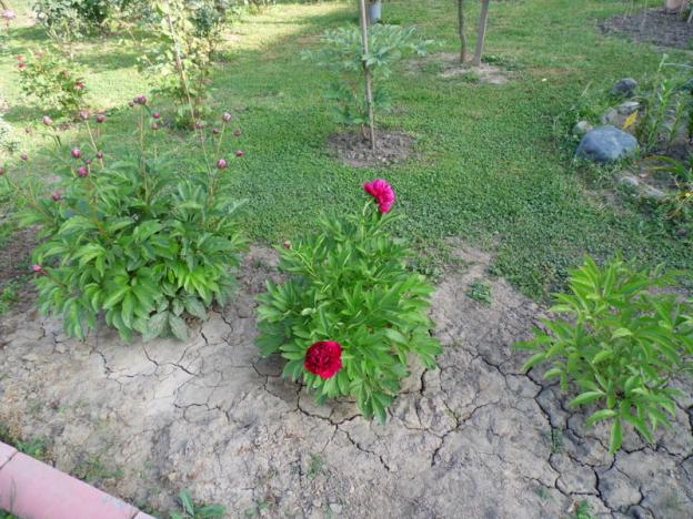 Name:  06-SAM_2036.jpg
Views: 922
Size:  70.4 KB