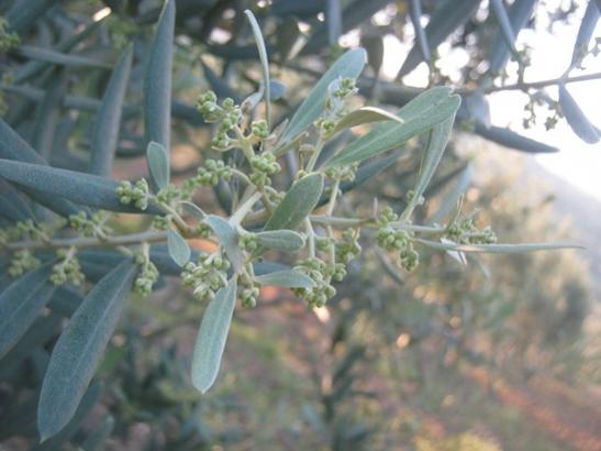 Name:  zeytin.jpg
Views: 1144
Size:  31.7 KB