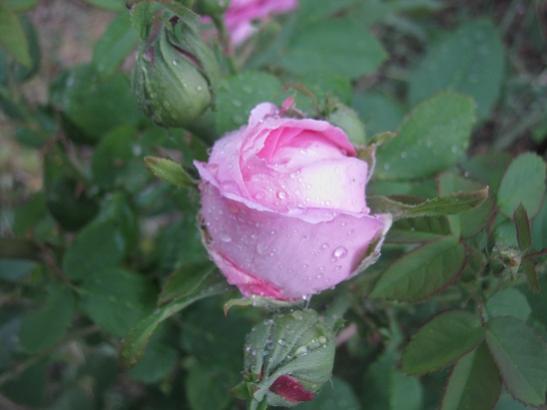 Name:  pembe g. tomurcuk.jpg
Views: 2516
Size:  24.1 KB