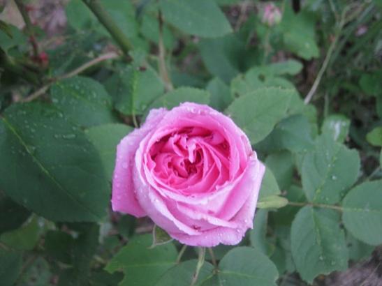 Name:  pembe gl.jpg
Views: 1744
Size:  25.8 KB