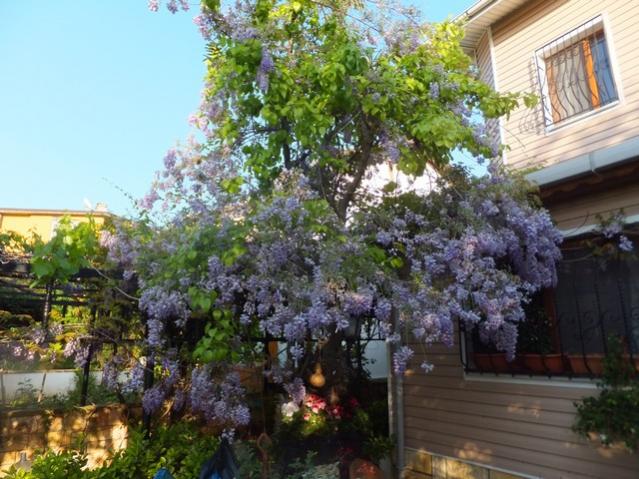 Name:  DSCF4851.jpg
Views: 287
Size:  63.0 KB