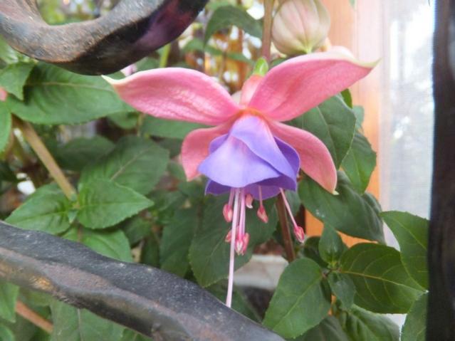 Name:  DSCF4854.jpg
Views: 287
Size:  38.9 KB