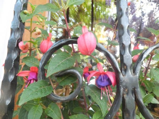 Name:  DSCF4855.jpg
Views: 289
Size:  55.0 KB