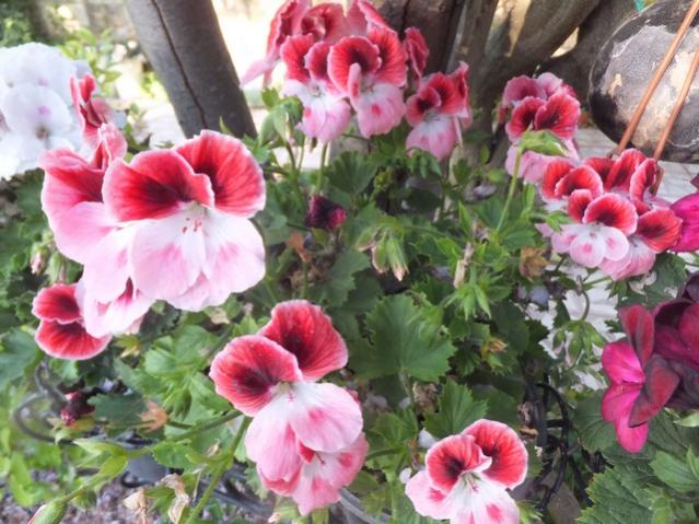 Name:  DSCF4865.jpg
Views: 291
Size:  59.5 KB