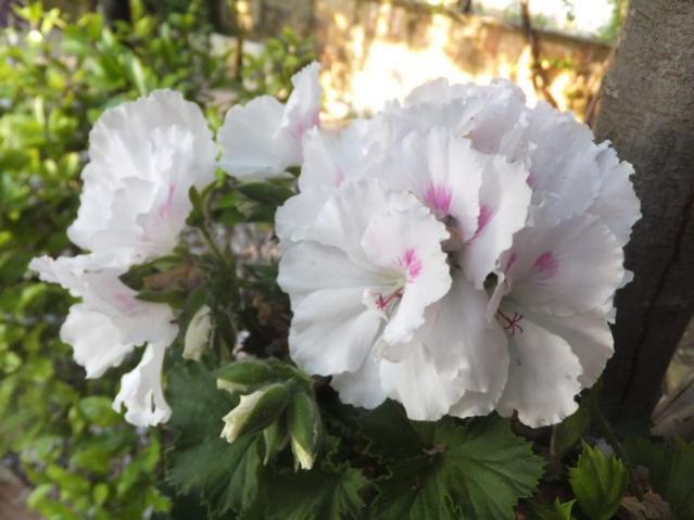 Name:  DSCF4869.jpg
Views: 270
Size:  38.9 KB