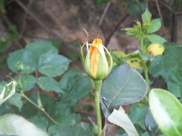 Name:  DSCF4879.jpg
Views: 274
Size:  33.0 KB