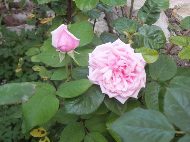 Name:  DSCF4880.jpg
Views: 273
Size:  42.4 KB