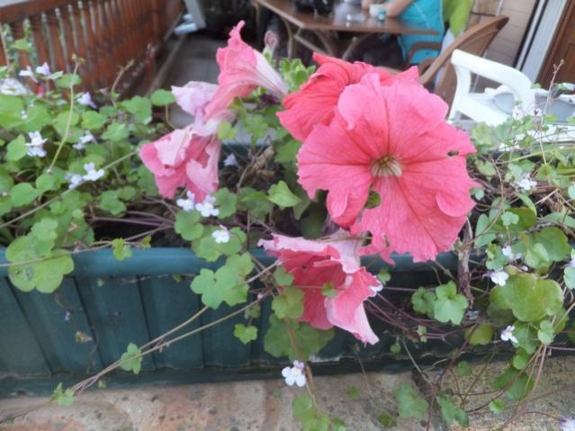 Name:  DSCF4890.jpg
Views: 253
Size:  53.1 KB