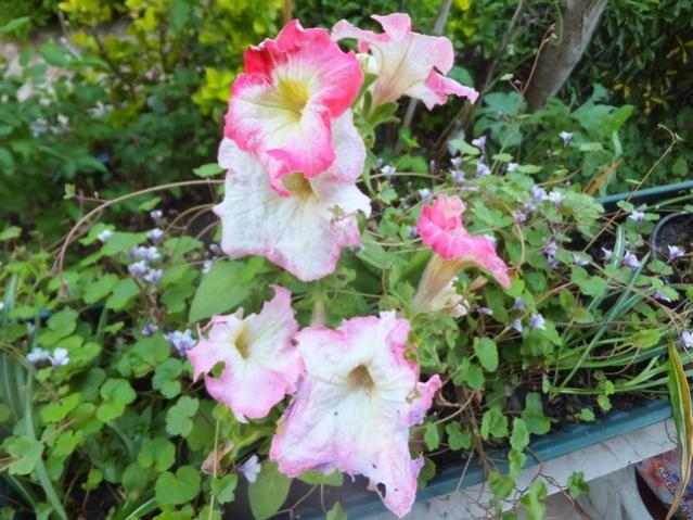 Name:  DSCF4888.jpg
Views: 258
Size:  62.1 KB