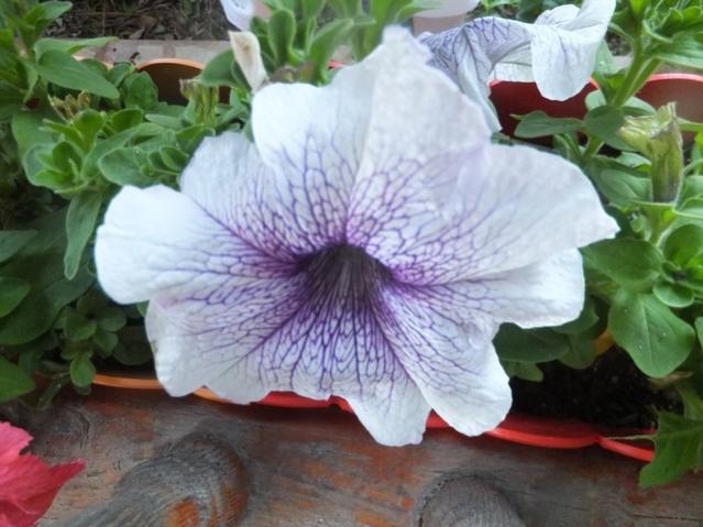Name:  DSCF4895.jpg
Views: 246
Size:  47.0 KB