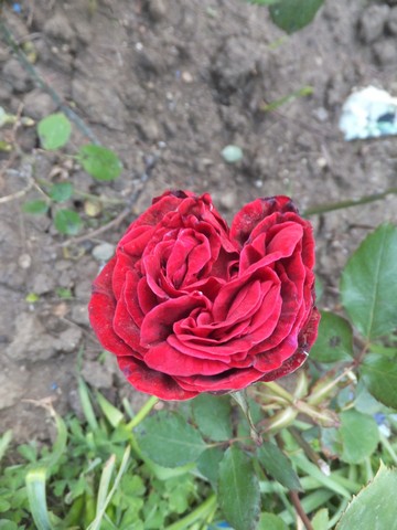 Name:  DSCF4918.jpg
Views: 252
Size:  60.4 KB